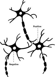 animation-brain-neurons-labelled